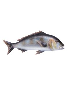 Imitazione Pesce Dentice In Fiberglass 63 Centimetri Per Arredamento